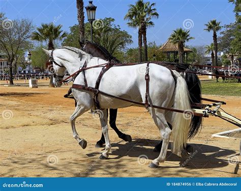 Horses with Carriage Harness in a Hitch Competition Stock Photo - Image ...