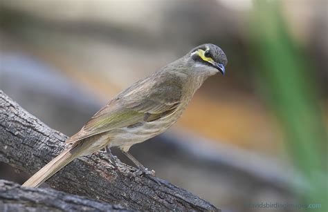 Australian Honeyeaters - Worldwide birds - Safaritalk