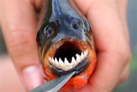 Series of the most horrible fish with teeth (27 pics) - Izismile.com