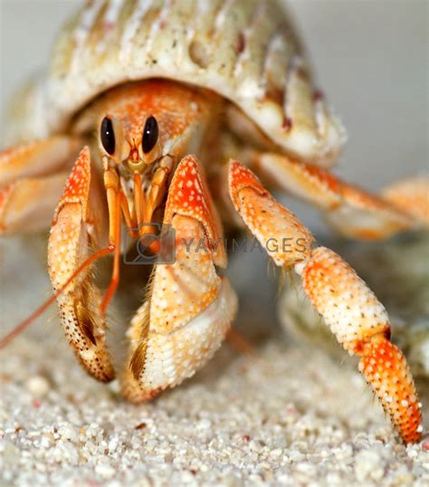 Beautiful hermit crab in his shell close up by zhekos Vectors & Illustrations with Unlimited ...