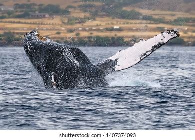 Humpback Whale Breaching Hawaii Maui Lahaina Stock Photo 1407374093 ...