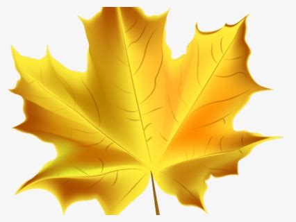 Chinar Leaf Png, Transparent Png - kindpng