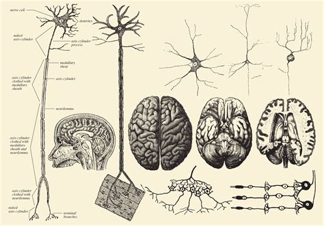 Brain And Neuron Drawings - Download Free Vector Art, Stock Graphics ...