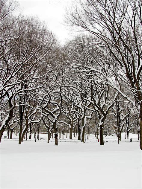 Winter in Central Park Photograph by Timothy Olmstead | Fine Art America