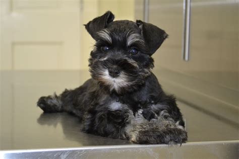 Black Baby Miniature Schnauzer