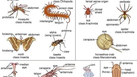 Arthropod structure and classification | Britannica