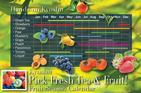 Fruit Picking Calendar in Kyushu - Seasonal Guide