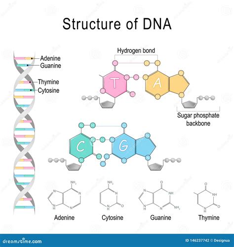 Dna Structure Adenine Cytosine Thymine Guanine Sugar | My XXX Hot Girl