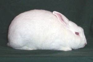 Florida White Rabbit Breeders Association