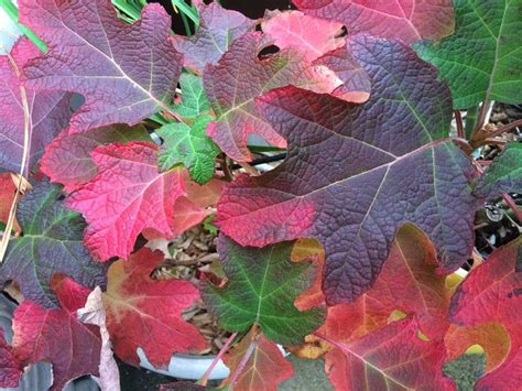 5 BEST SHRUBS FOR FALL COLOR — Todd Haiman Landscape Design | Fall ...