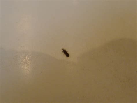 83 Breathtaking little black bugs in bathroom sink You Won't Be Disappointed