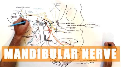 Mandibular Nerve Sensory