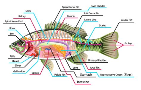 Fish Anatomy: The Ultimate Guide (2020) - Earth Life | Fish anatomy ...