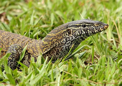 Nile Monitor Lizard (Varanus niloticus) | He was really big,… | Flickr