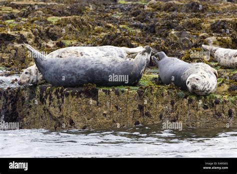 Grey Seals of the Farne Islands Stock Photo - Alamy