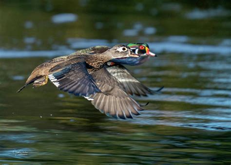 Flying Wood Duck Couple Photograph by Judi Dressler - Pixels