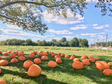 The Best Pumpkin Picking Patches And Farms In NJ