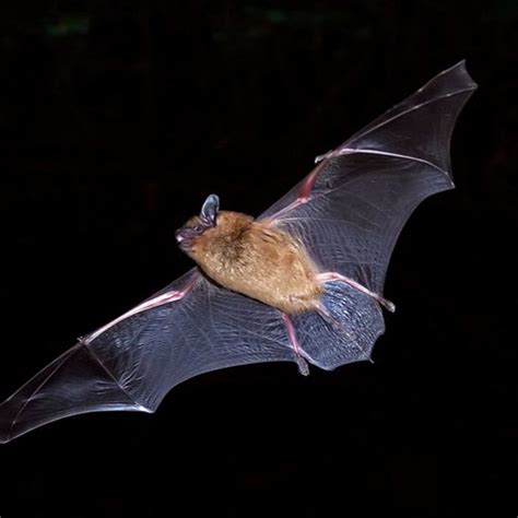 Stream Bill Kraus | Listen to Little Brown Bat echolocation calls ...