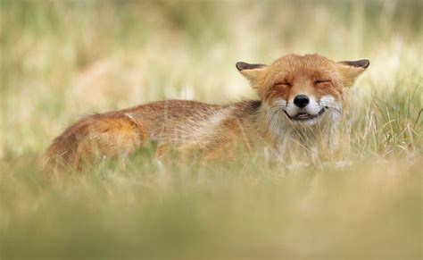 Red Fox Photography: How to Photograph Red Foxes in Their Habitat