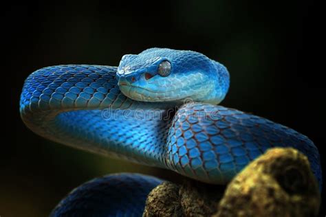 Blue Viper Snake Closeup Face, Head of Viper Snake Stock Photo - Image ...