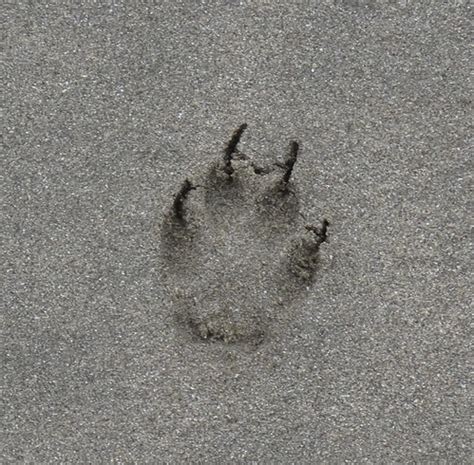 Coyote footprint in the sand | Año Nuevo State Reserve, Cali… | Flickr