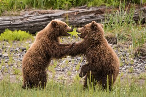 Grizzly Bear Cubs Playing