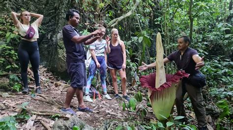 Why Gunung Leuser National Park Matters? What Are the Benefits? - SUMECO (Sumatra Ecoproject)