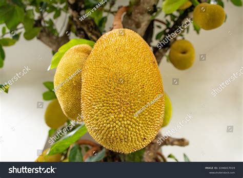 403 Jaca Fruit Images, Stock Photos & Vectors | Shutterstock