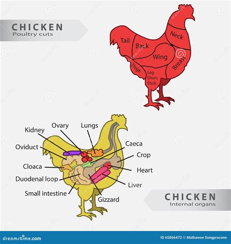 Basic Chicken Internal Organs and Cuts Chart Stock Illustration - Illustration of anatomy ...