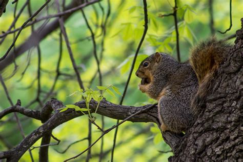 Fat Squirrel Dining on Nuts by myr-iad on DeviantArt