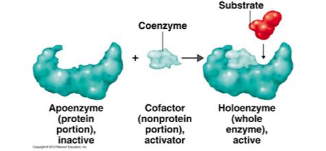 Senior Biology: Enzymes