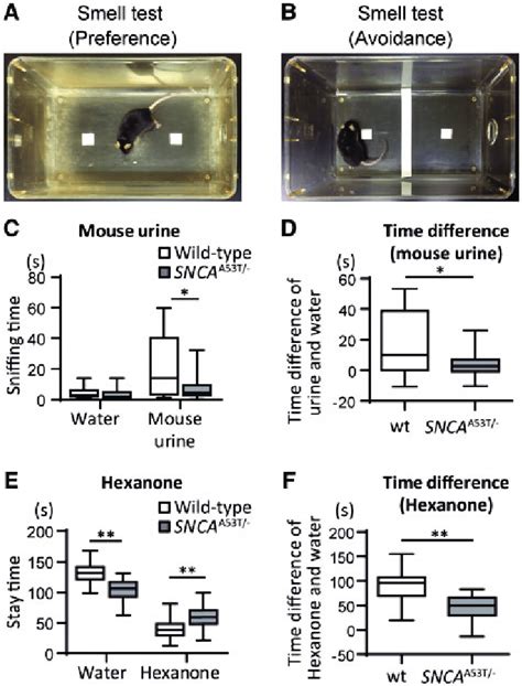 Hyposmia in the BAC-SNCA A53T/-mice. (A) Olfactory preference test. (C... | Download Scientific ...