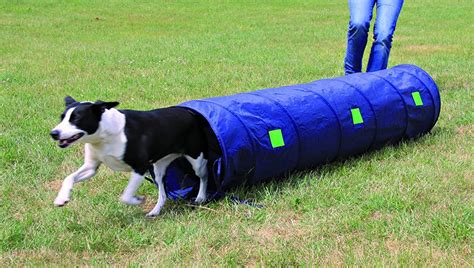 Top 10 Best Dog Agility Tunnels in 2021 Reviews | Buyer's Guide