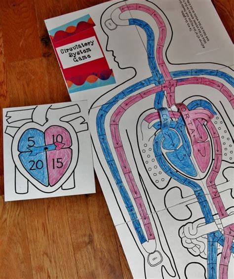 Circulatory System For Kids Coloring Pages