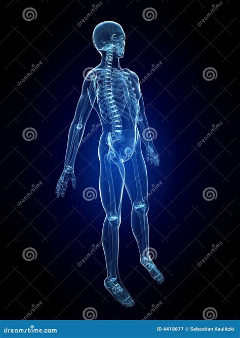 X-ray human skeleton stock illustration. Illustration of biological - 4418677