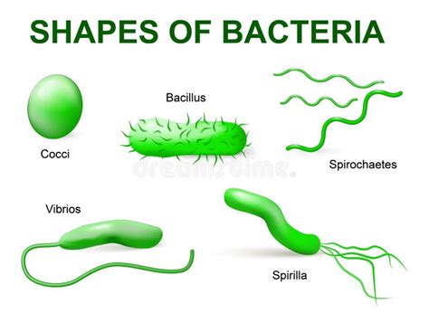 Tipos De Bactérias Morfológico Básico Ilustração do Vetor - Ilustração de piloros, microbiologia ...