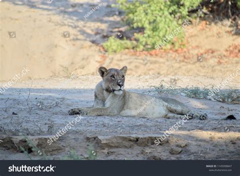 150 Desert adapted lion Images, Stock Photos & Vectors | Shutterstock