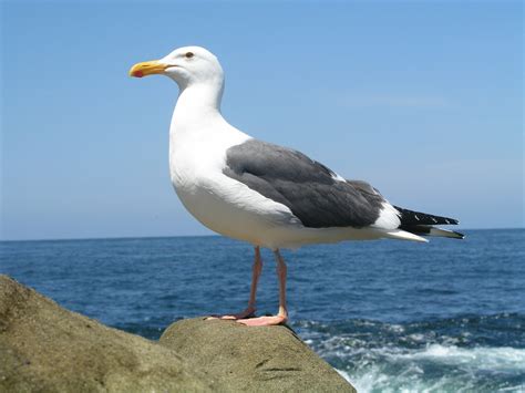 seagull Free Photo Download | FreeImages