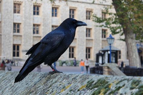 Can You Own Ravens As Pets? The Hidden Truths - Bird Therapy.