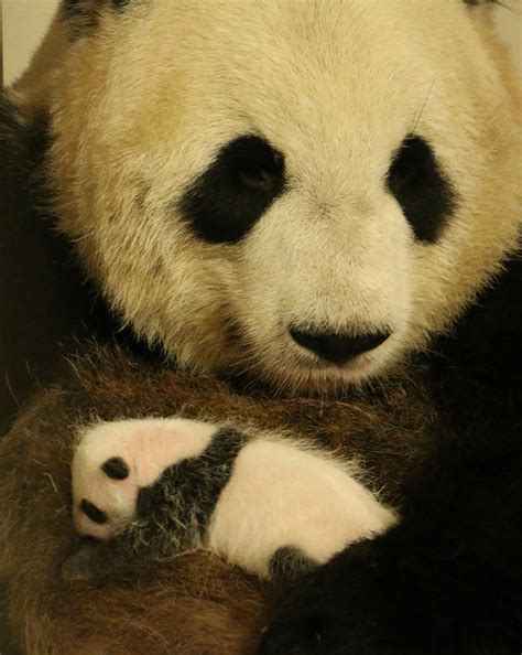 VIDEO: First Giant Panda Cubs Born in Canada - Animal Fact Guide