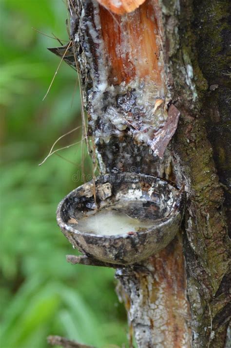 Tree Sap stock image. Image of bright, resin, closeup - 61375239