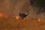 Parts of Victoria brace for extreme fire danger and scorching temperatures as authorities issue ...