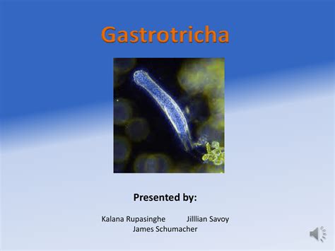 Gastrotricha Presented by - Dr. Bondrup