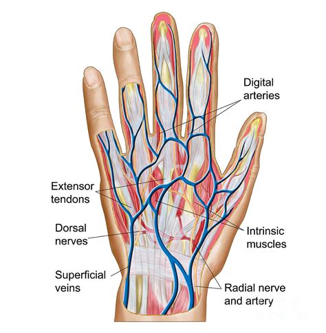 Anatomy Of Back Of Human Hand Digital Art by Stocktrek Images