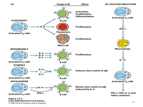 Cytokines: properties and receptors - Online Biology Notes