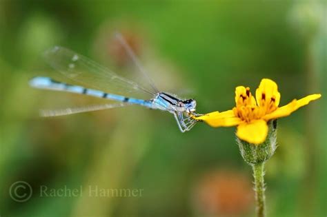 Entomophilia: Insect Photography Tips http://twofeetphoto.blogspot.com/2014/05/insect ...