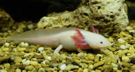 Rare Different Axolotl Colors Minecraft / Where they spawn axolotl colours: