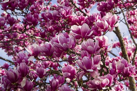 How To Identify 11 Types of Magnolia Flowers | Southern Living