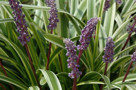 Variegata Lily Turf - Buchanan's Native Plants