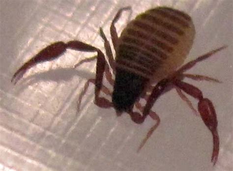 Pseudoscorpion - What's That Bug?